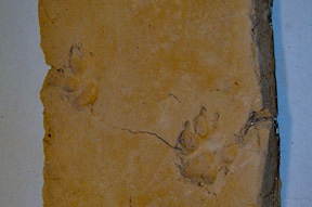 dog prints in a 17th century adobe from Isleta Pueblo church